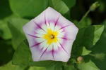 Convolvulus Tricolor